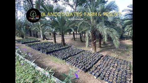VegEat101 Farm Visit: Blanco’s Dates Farm in .